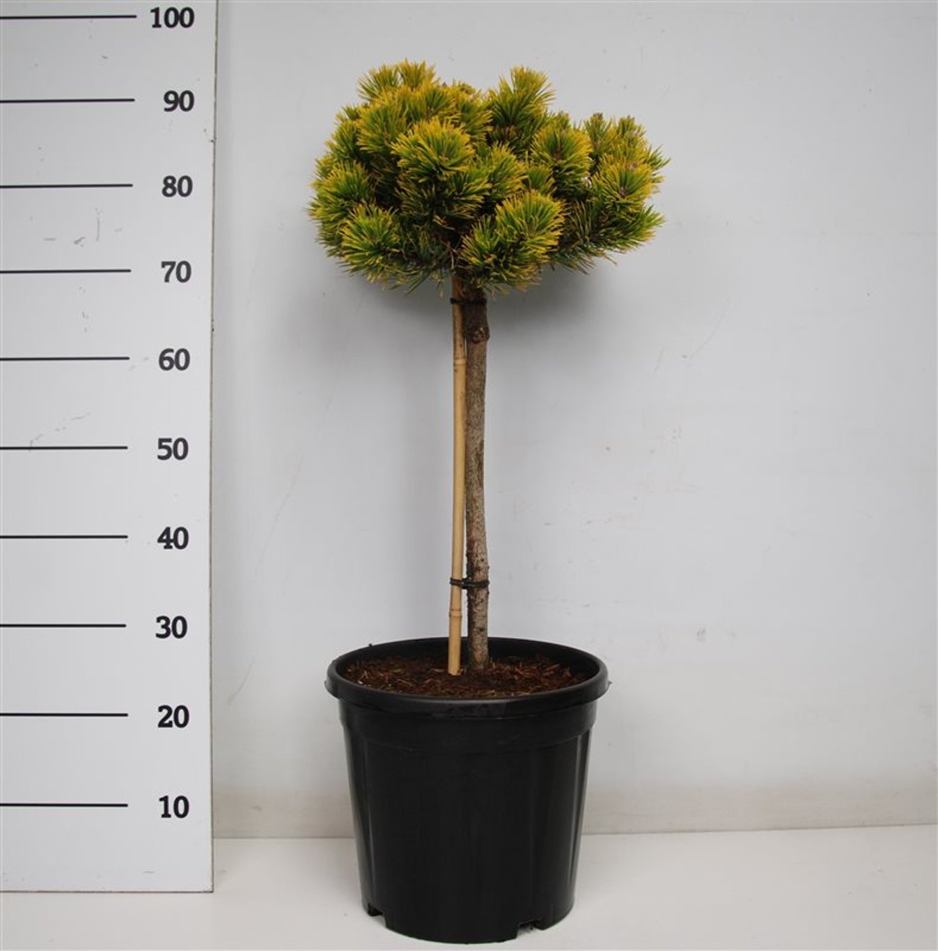 Pinus mugo 'Carstens Wintergold' - 40 CM Stem C12
